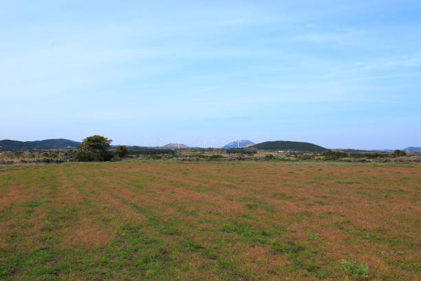 istock Nansan ri, rape blossoms, mistletoe flowers, rural areas, 1207361016