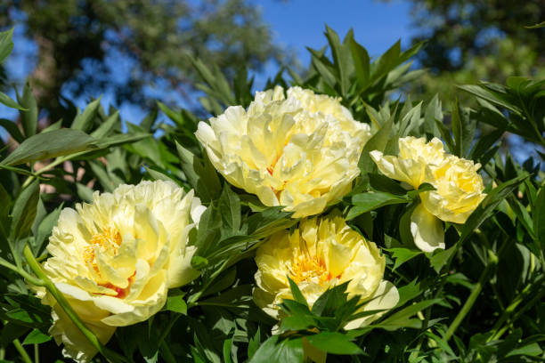 istock Yellow Peony Hybrid 