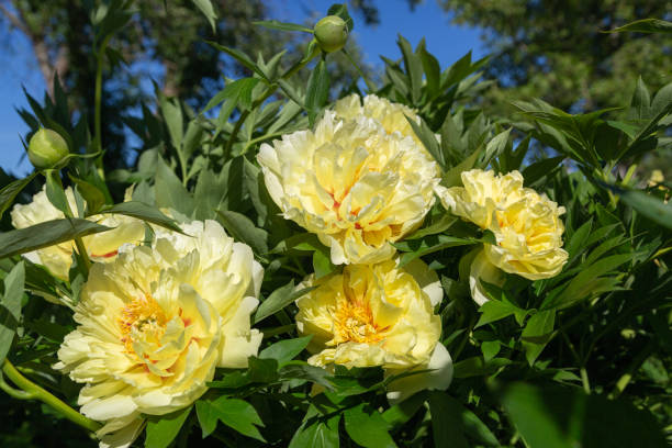 istock Yellow Peony Hybrid 
