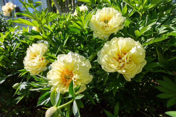 istock Yellow Peony Hybrid 