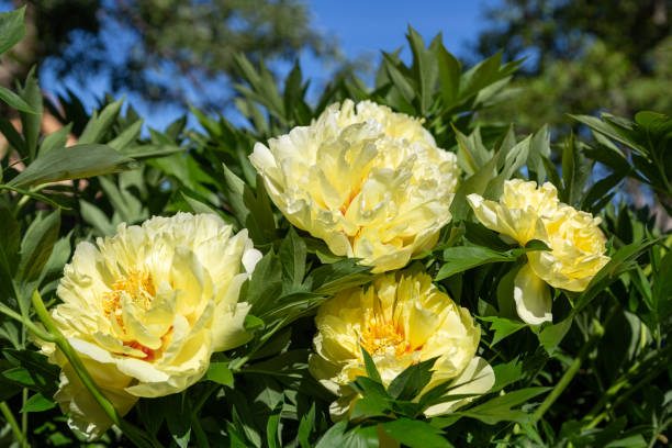 istock Yellow Peony Hybrid 