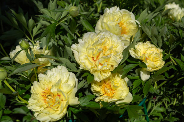 istock Yellow Peony Hybrid 
