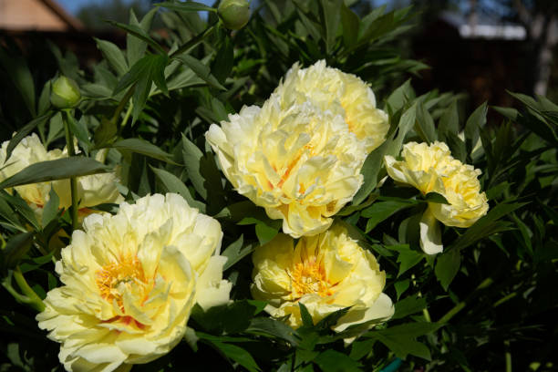 istock Yellow Peony Hybrid 