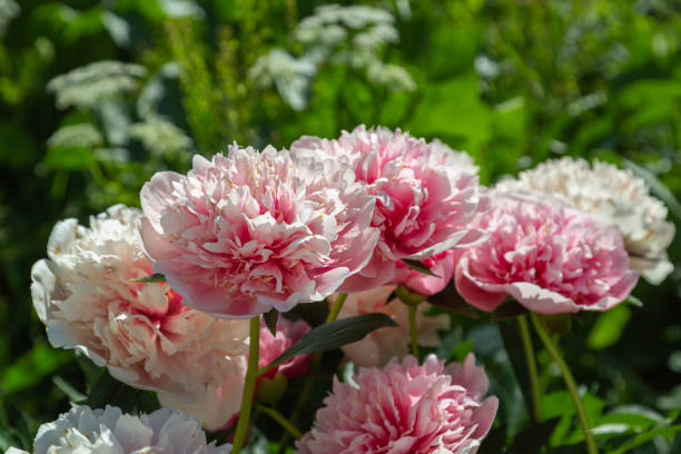 paeonia salmone inciso in giardino - flower bed plant spring selective focus foto e immagini stock