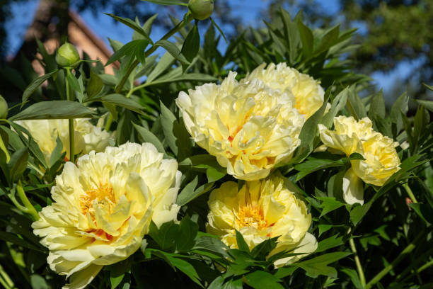 istock Yellow Peony Hybrid 
