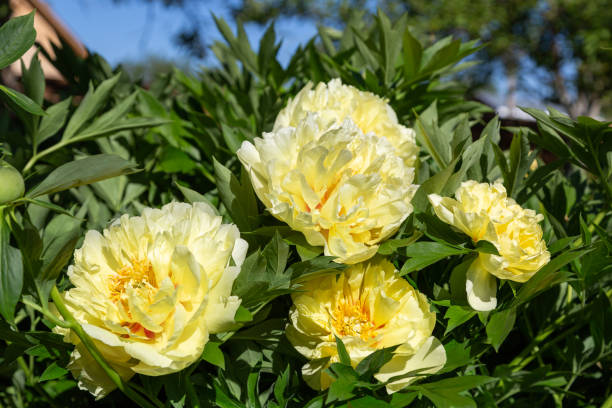 istock Yellow Peony Hybrid 
