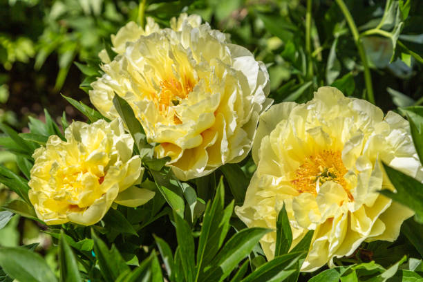 istock Yellow Peony Hybrid 