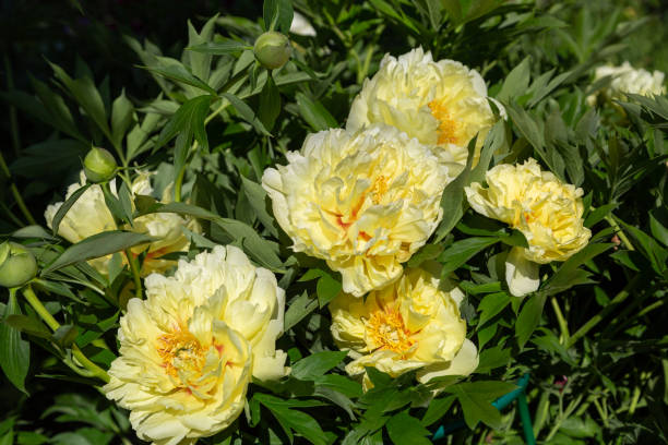 istock Yellow Peony Hybrid 
