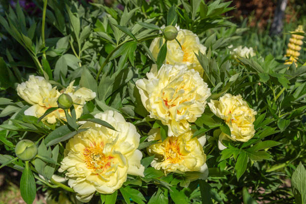 istock Yellow Peony Hybrid 