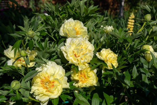 istock Yellow Peony Hybrid 