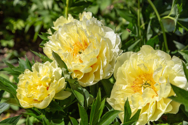 istock Yellow Peony Hybrid 