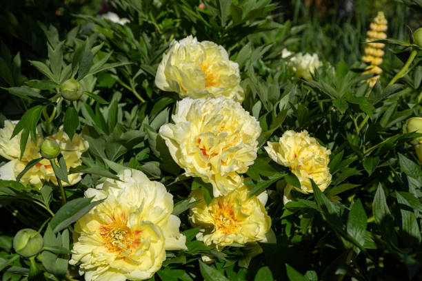 istock Yellow Peony Hybrid 