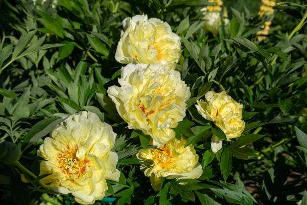 istock Yellow Peony Hybrid 
