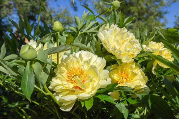 istock Yellow Peony Hybrid 