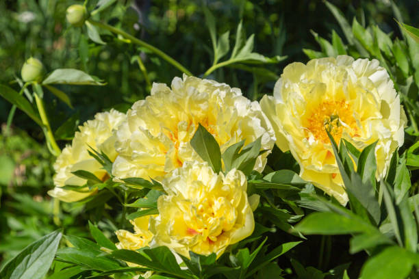 istock Yellow Peony Hybrid 
