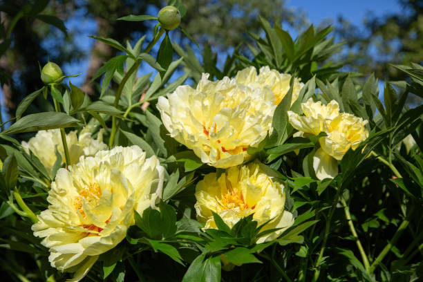 istock Yellow Peony Hybrid 