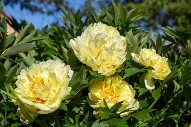 istock Yellow Peony Hybrid 
