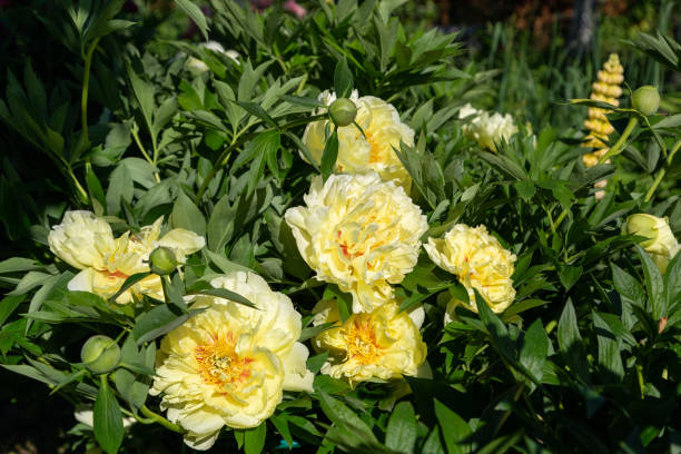 Yellow Peony Hybrid 