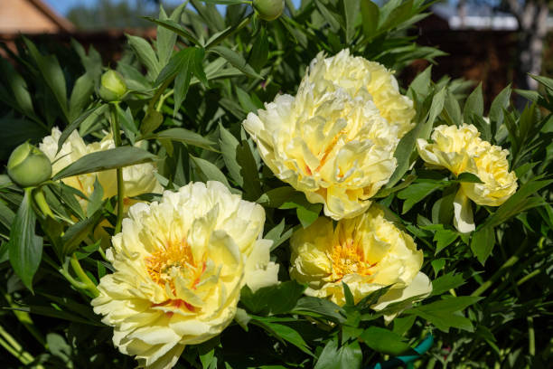 istock Yellow Peony Hybrid 