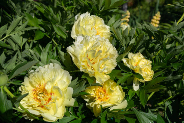 istock Yellow Peony Hybrid 
