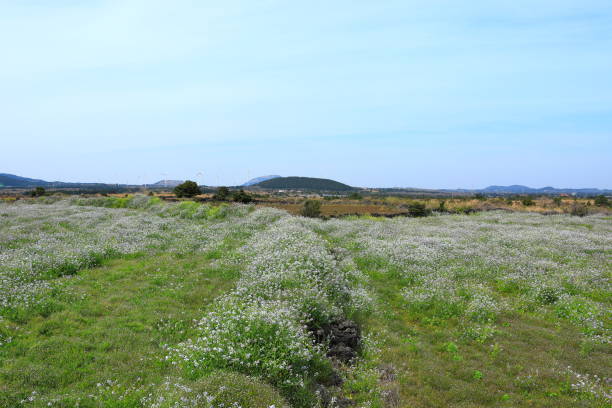 It is a spring view of Nanshan-ri, Jeju, where rapeseed flowers and midges bloom.