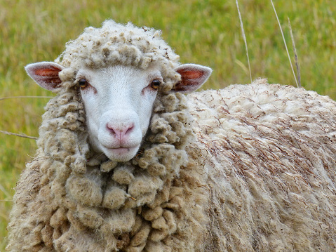 Arles Merino sheep, ram, 1 year old, walking in front of white background