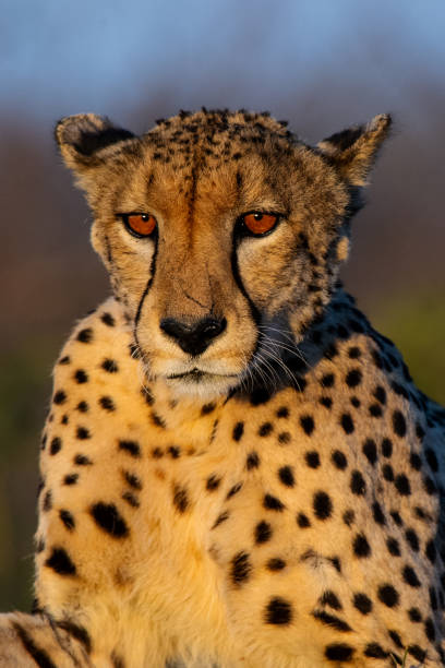 istock Cheetah's Golden Hour 1207362458