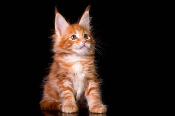 istock Maine coon kitten on black background. 1207363645