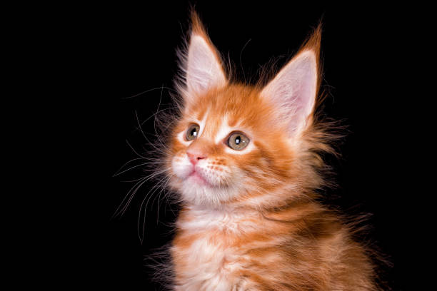 istock Maine coon kitten on black background. 1207363646