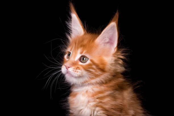 istock Maine coon kitten on black background. 1207363647