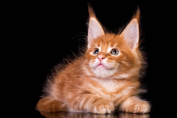 istock Maine coon kitten on black background. 1207367223