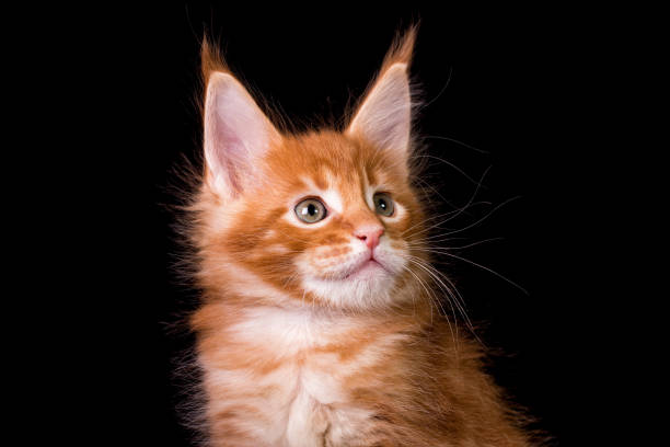istock Maine coon kitten on black background. 1207367225
