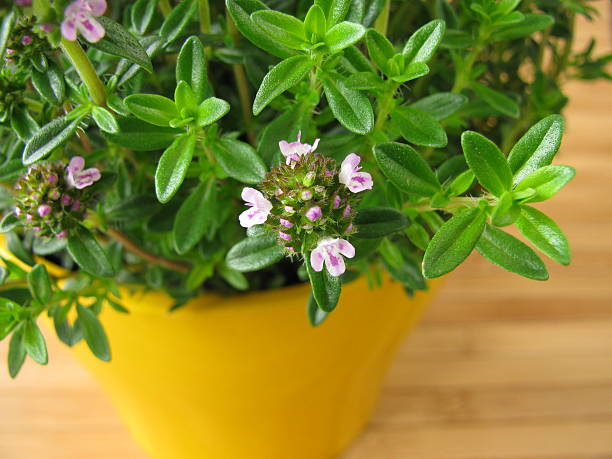 istock Blossoming winter savory in flowerpot 120736911