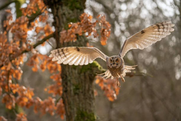 istock Long-eared owl flying with the trees in background. Asio otus 1207369200