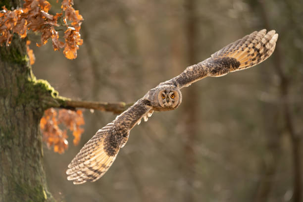 Flying long-eared owl from close up with copy space in photo