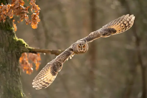 Flying long-eared owl from close up with copy space in photo. Asio otus. Backlight in feather.