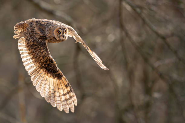istock Long-eared owl from closeup view in the fly with background light in a feather 1207369726