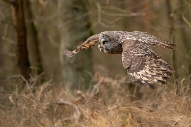 istock Flying closeup great grey owl in the forest with wingspan. 1207369735