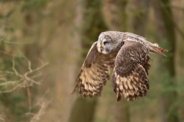 istock Closeup flying  great grey owl from side view with wings in down position 1207369741