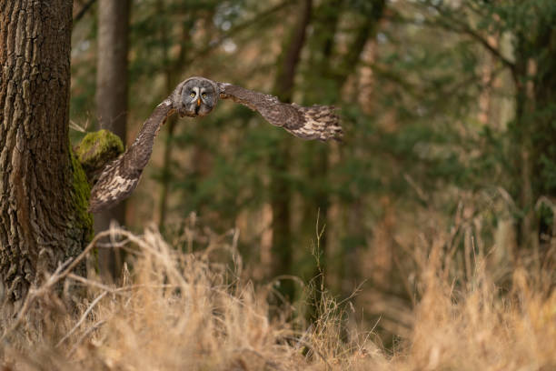 istock Great grey owl flying above yellow tree ground.  Strix nebulosa 1207369759
