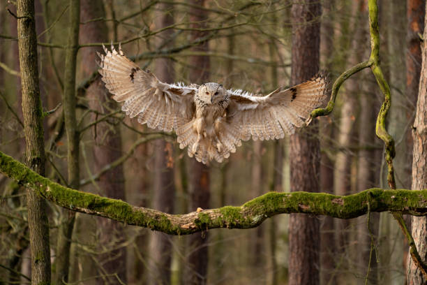 istock Big owl landing to the tree branch. Siberian eagle owl. 1207369791