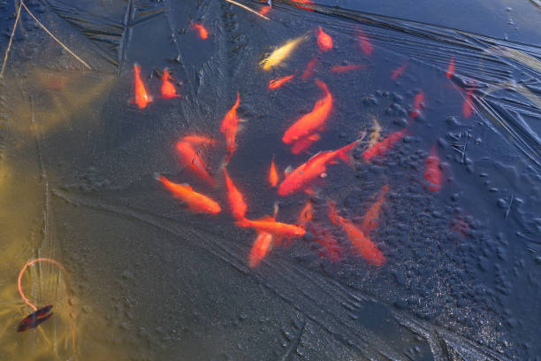 Goldfish under the ice of a frozen pond stock photo