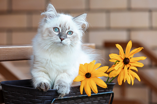 Siberian kitten sitting in a basket with flowers in the garden