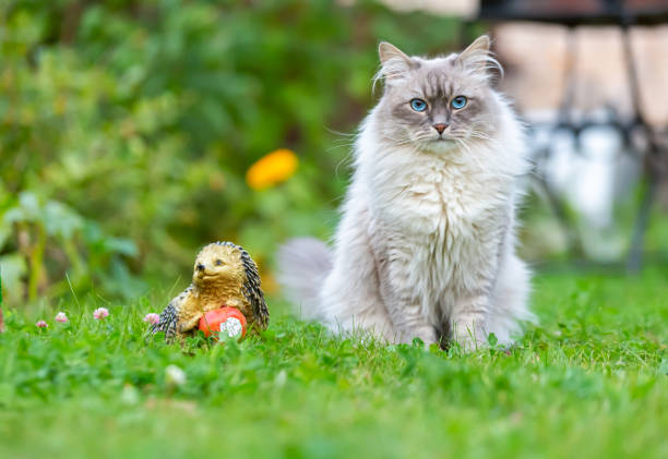 Siberian kitten sitting in grass in the garden