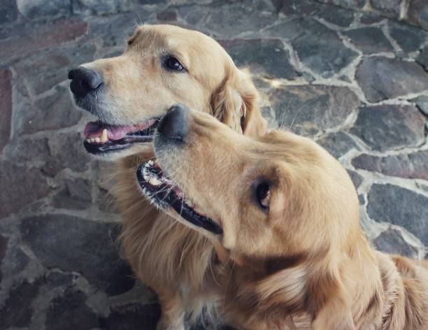 istock Attentive pair of Golden Retrievers looking up 1207371459