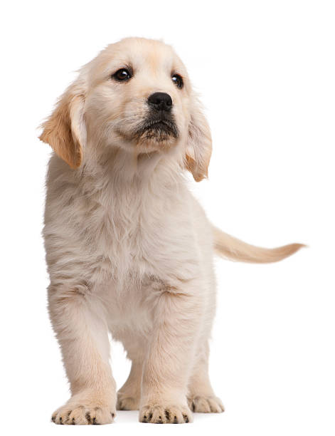 istock Golden Retriever puppy, twenty weeks old, standing, white background. 120737316