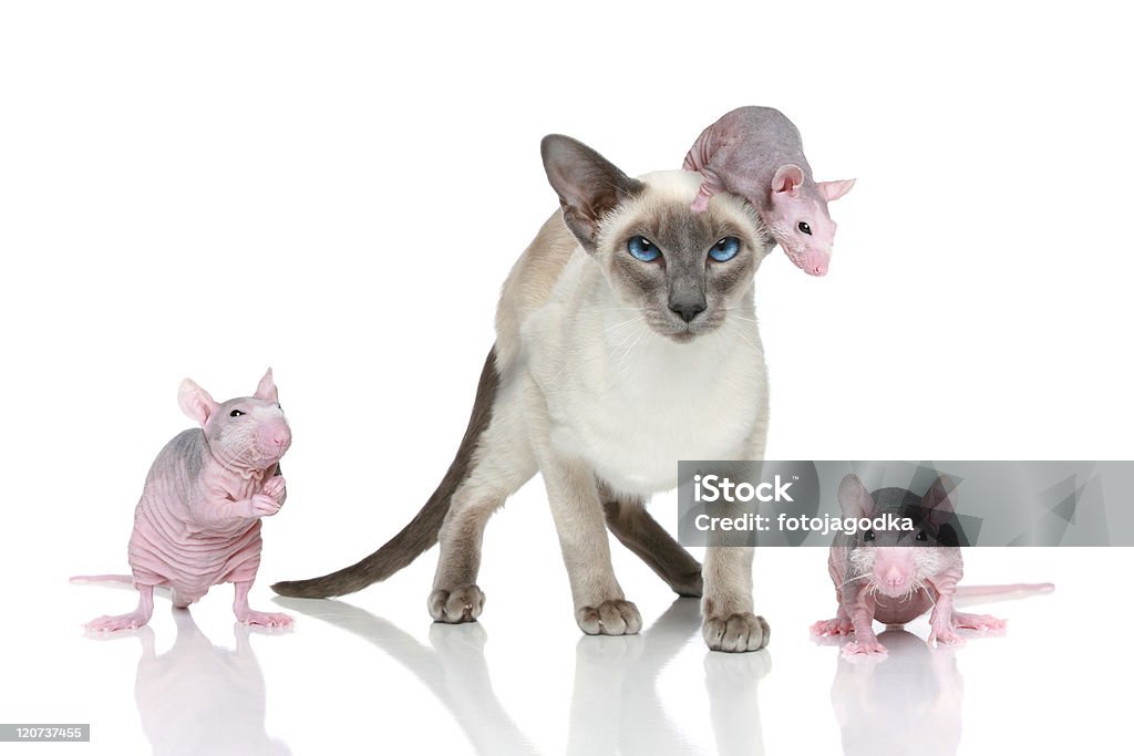 Blue-point-orientalische Katze mit drei rats - Lizenzfrei Maus - Tier Stock-Foto
