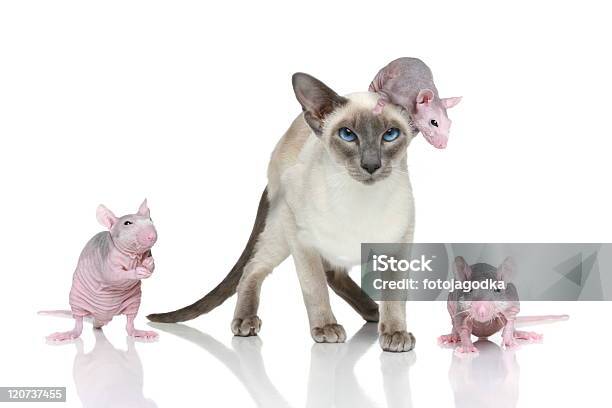 Bluepointorientalische Katze Mit Drei Rats Stockfoto und mehr Bilder von Maus - Tier - Maus - Tier, Siamkatze, Asiatischer und Indischer Abstammung
