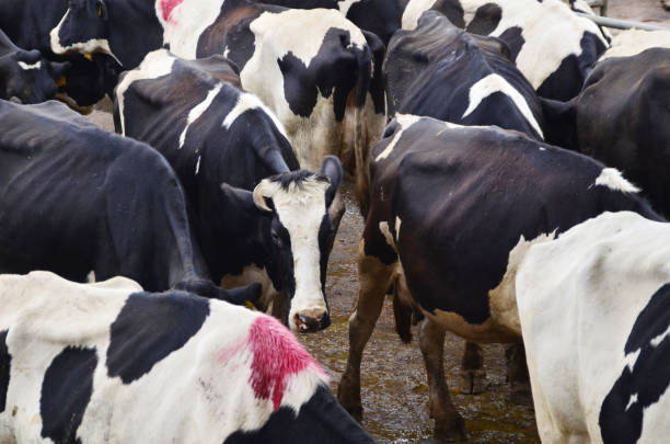 The cows on the dairy farm are being milked.