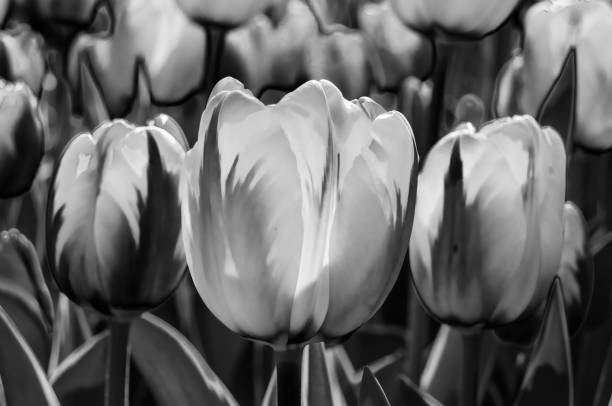 istock Black and white tulips 1207374693